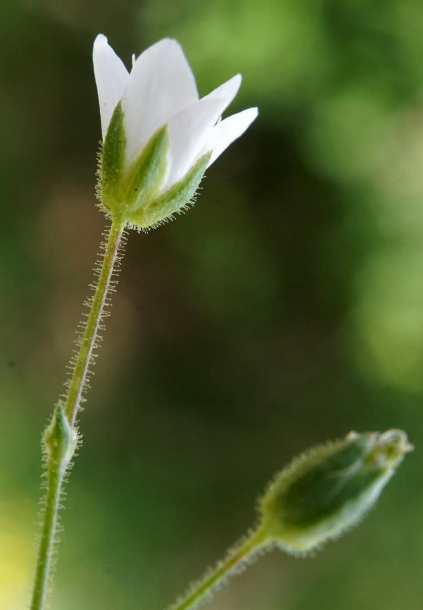 Minuartia mucronata 8