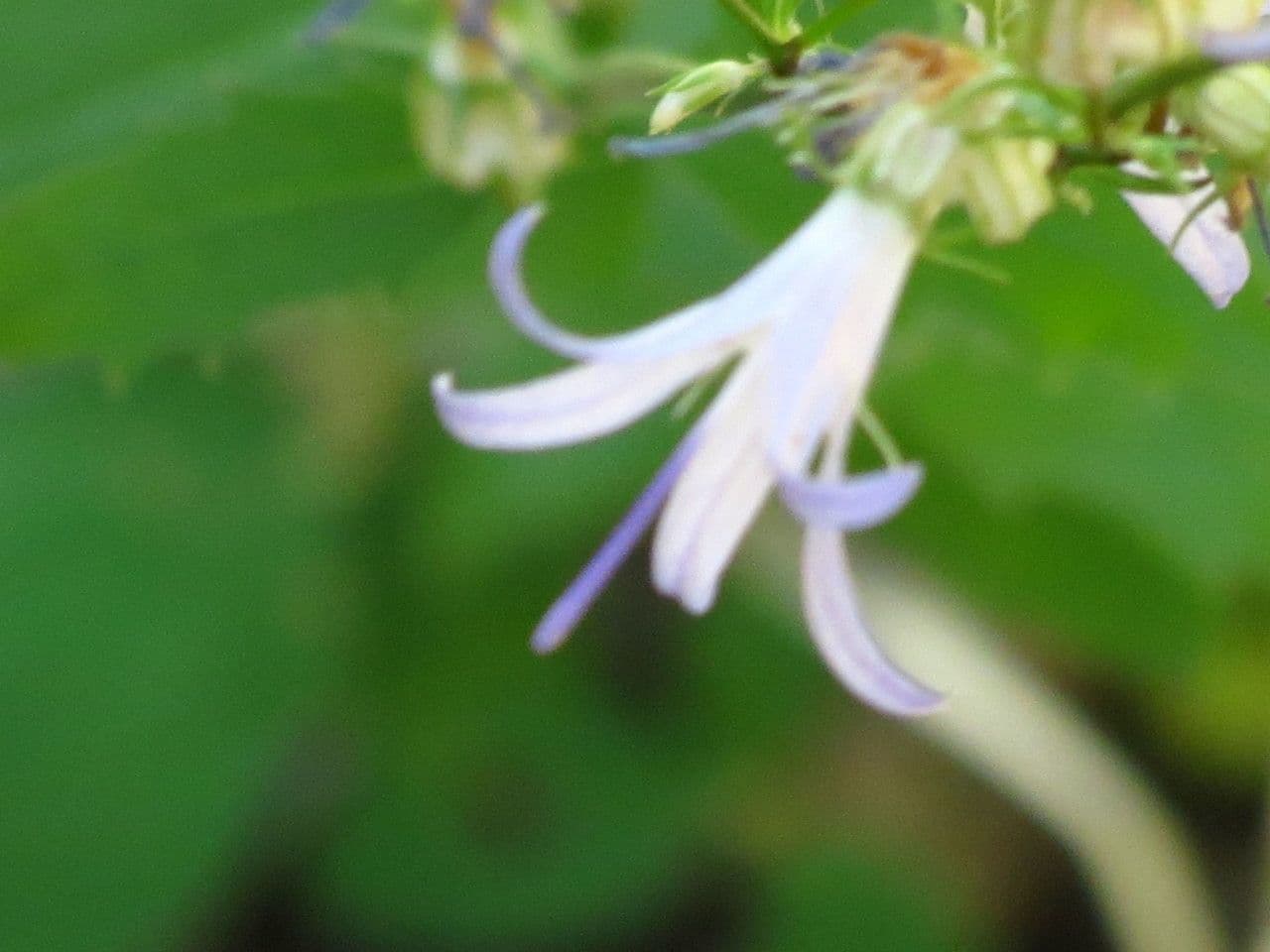 Campanula 3