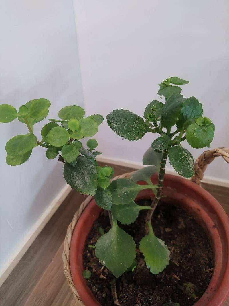 Kalanchoe 13