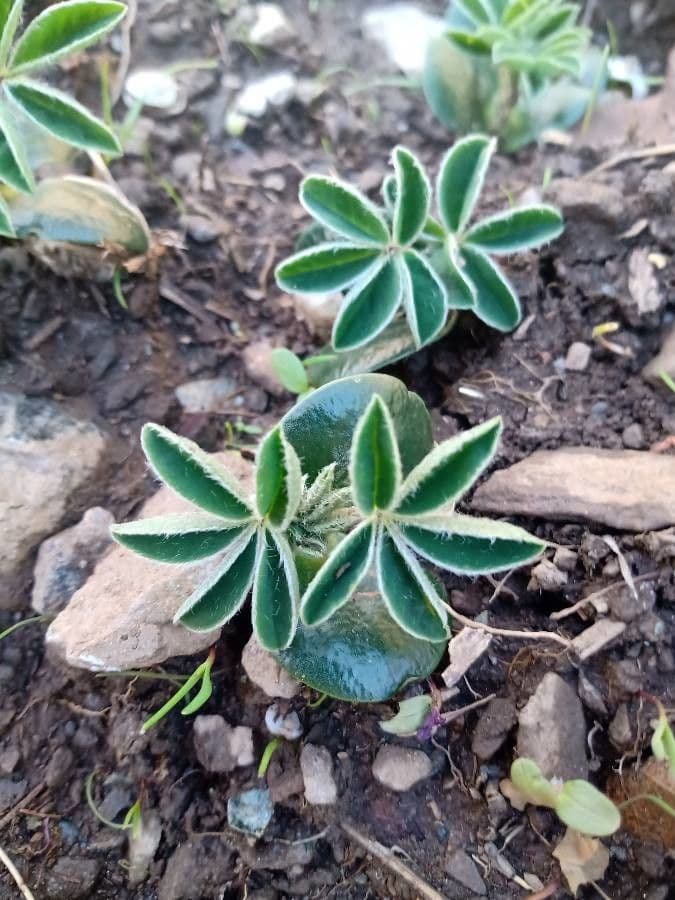 Lupinus texensis 16