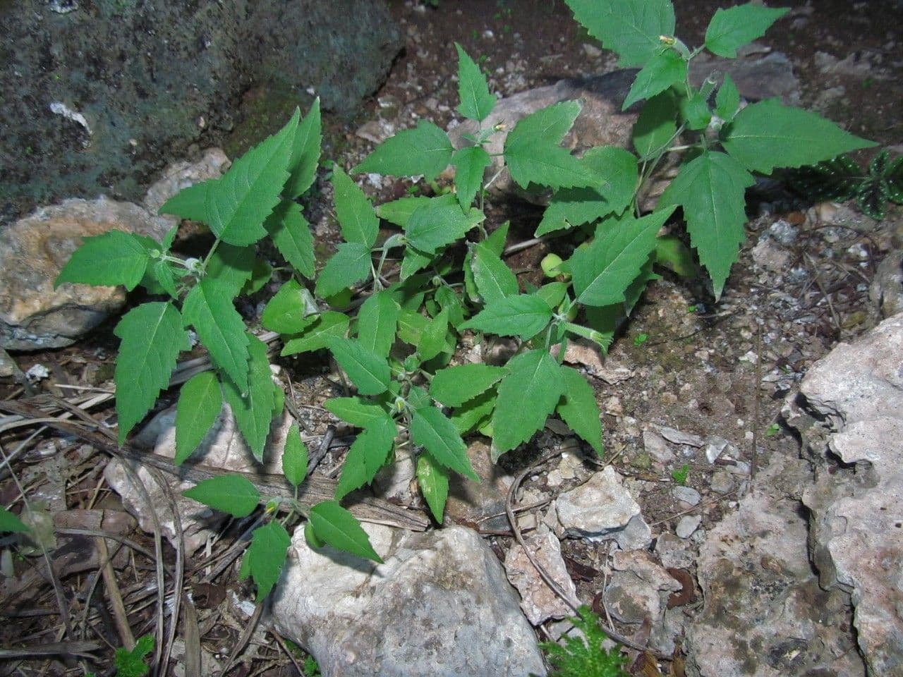 Mentzelia aspra 10