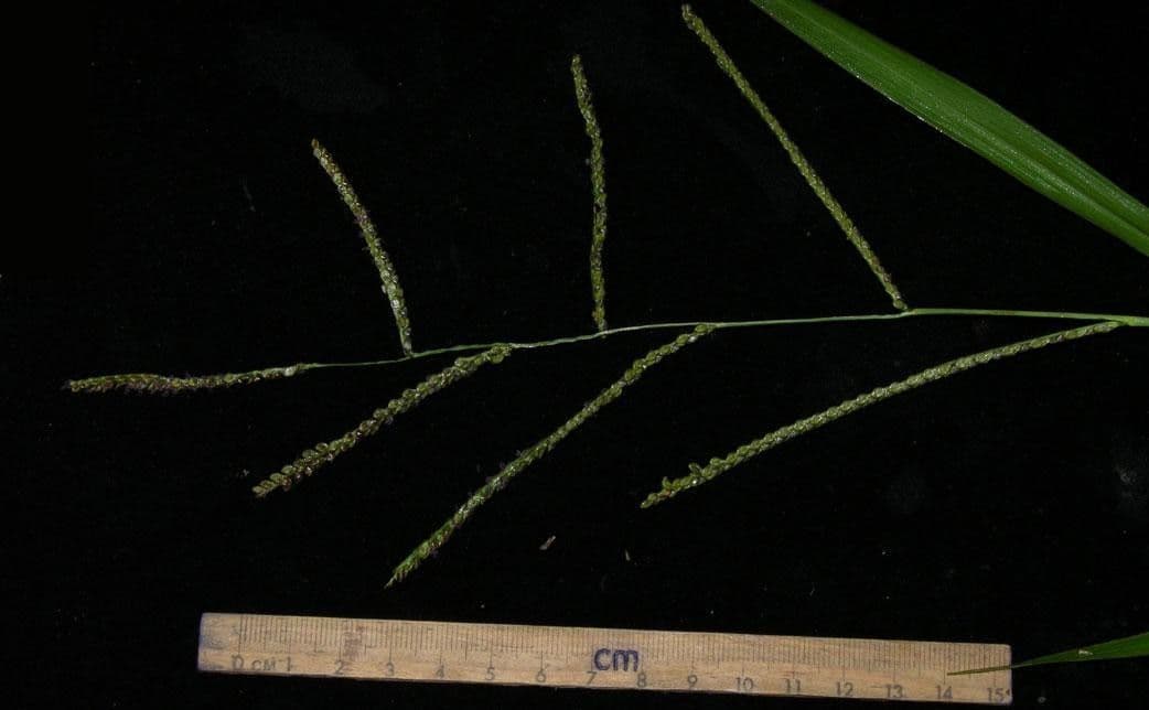 Paspalum plicatulum 25