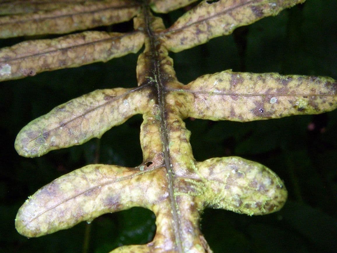 Bolbitis portoricensis 6