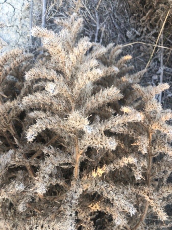 Echium asperrimum