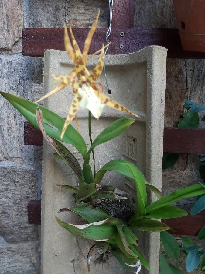 Brassia 14