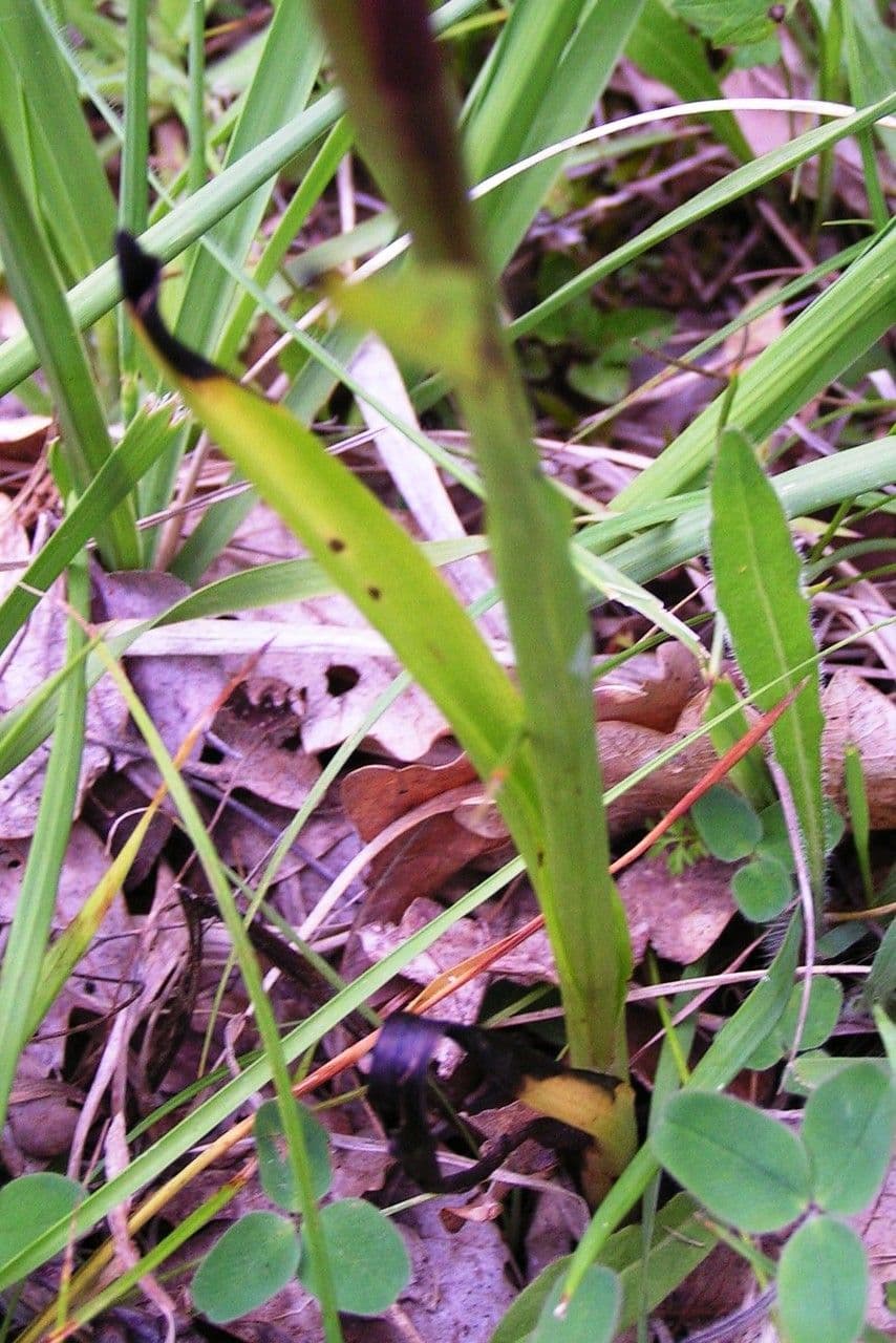 Serapiade vomeracea 16
