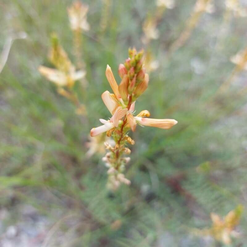 Serradella 7