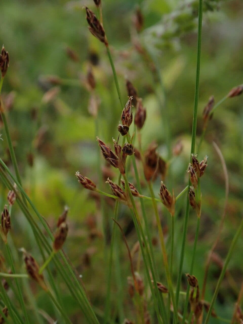 Bulbostylis densa 5