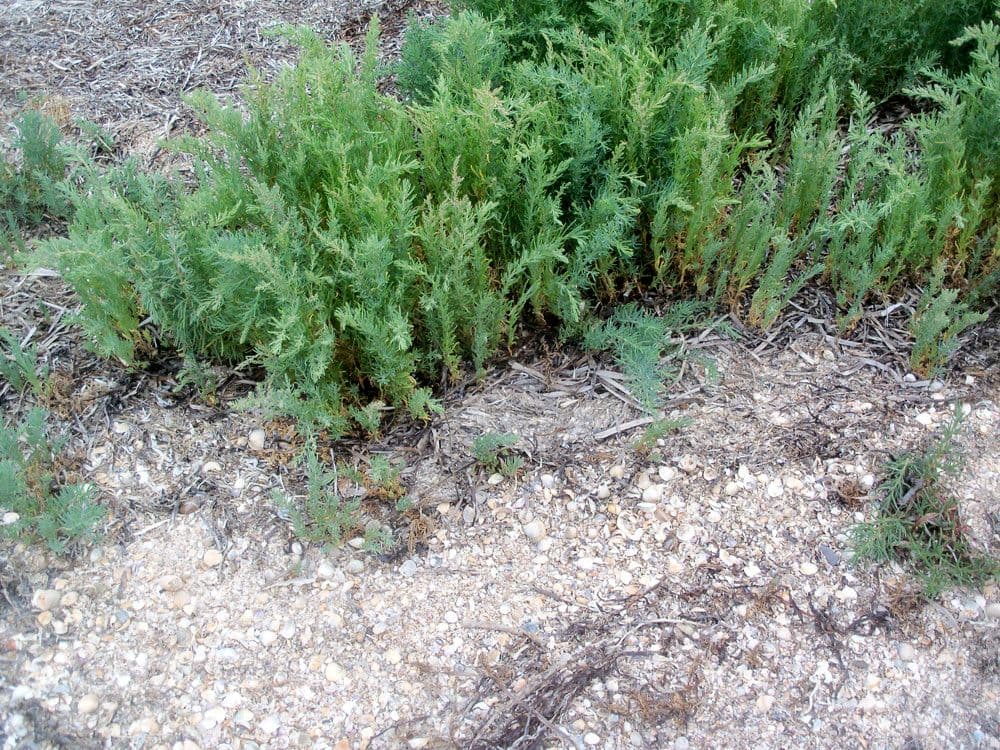 Suaeda marittima 12