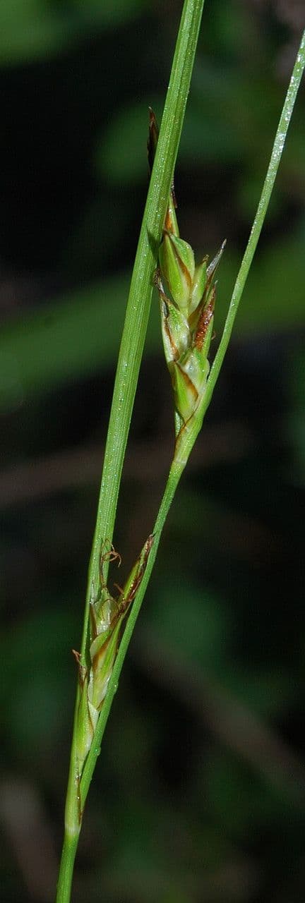 Carex distachya 3