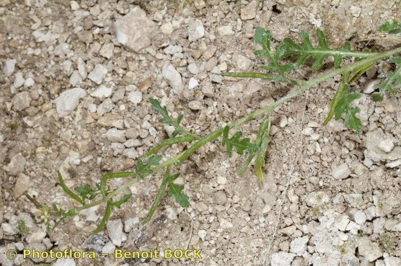 Erucastrum supinum 14