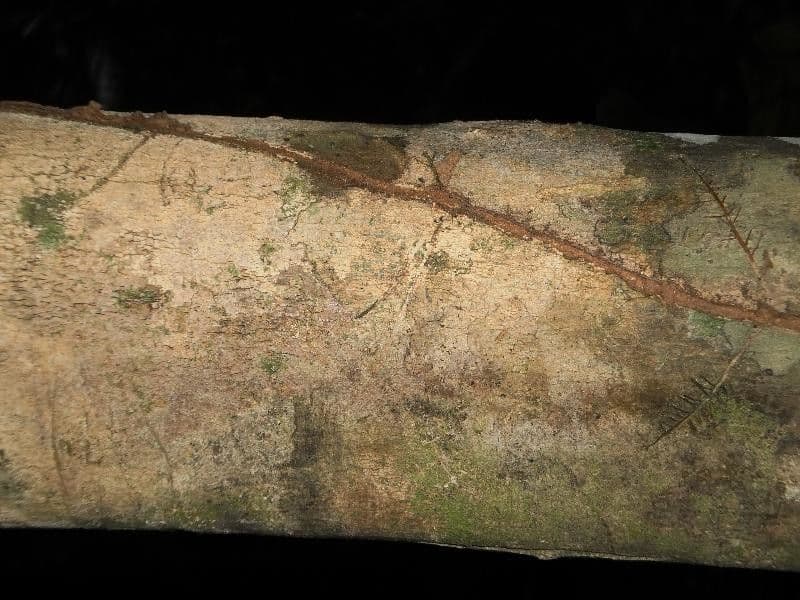 Discophora 9