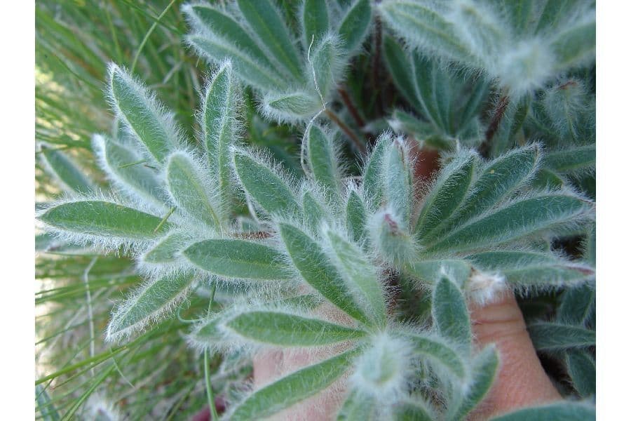 Rostiger Lupine 6