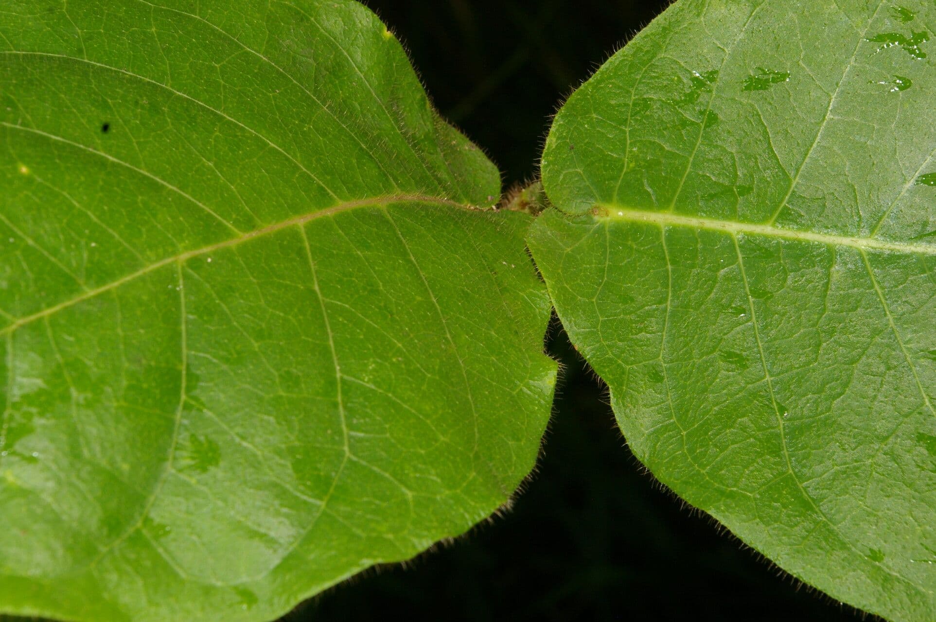 Macroscepis 12