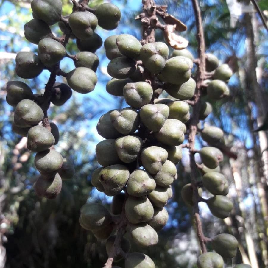Elattostachys 5