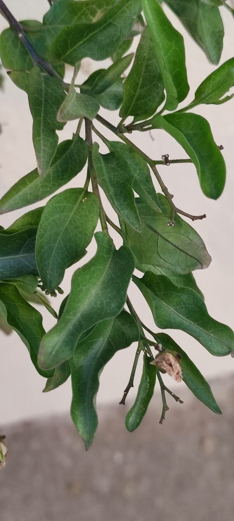 Solanum laxum 19