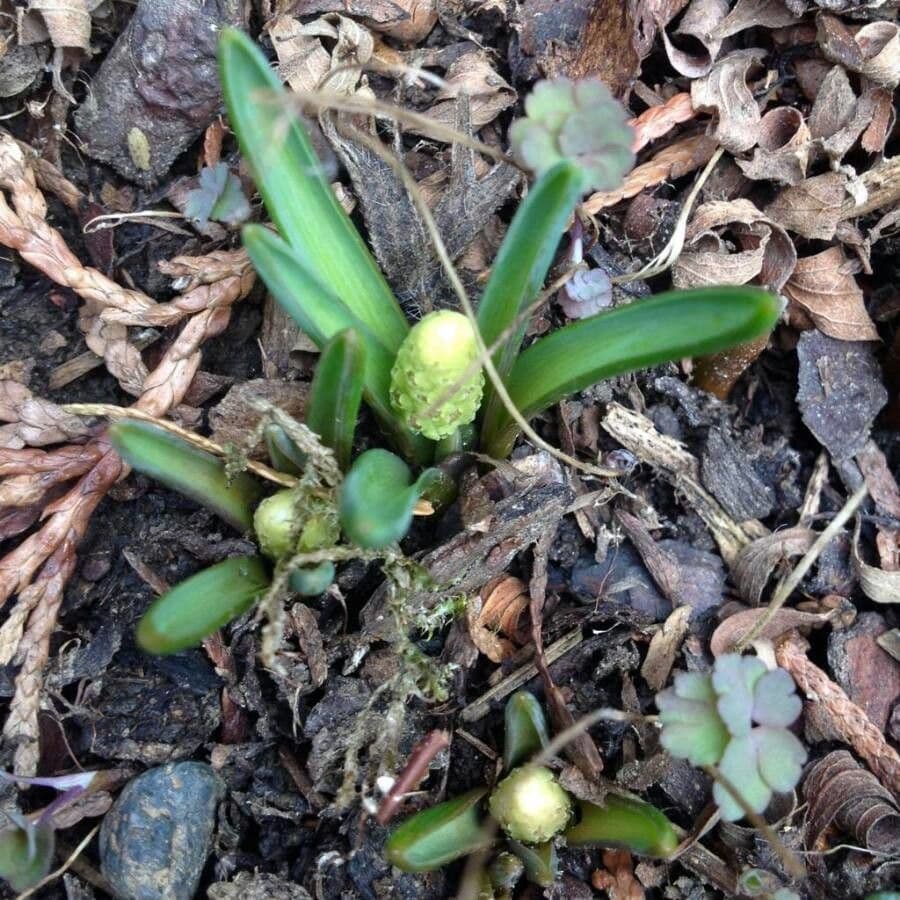 Muscari armeniaco 20