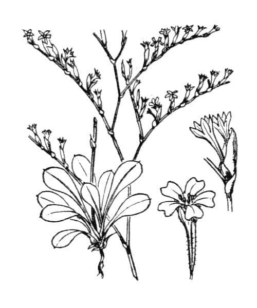 Limonium 4