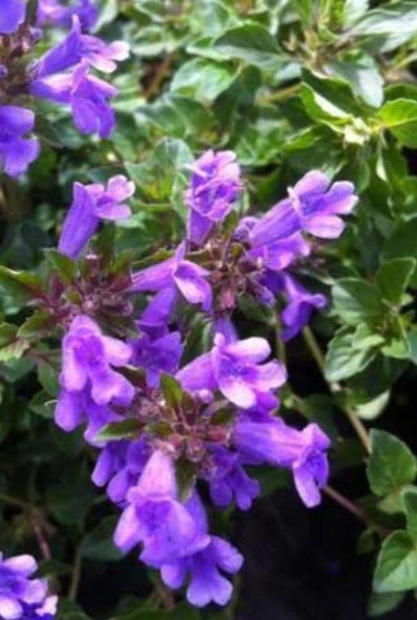 Calaminta alpina 9