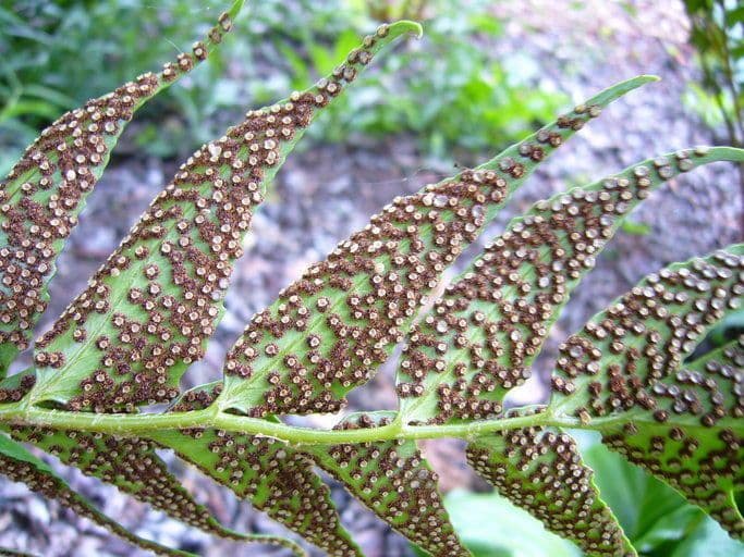 Cyrtomium falcatum 2