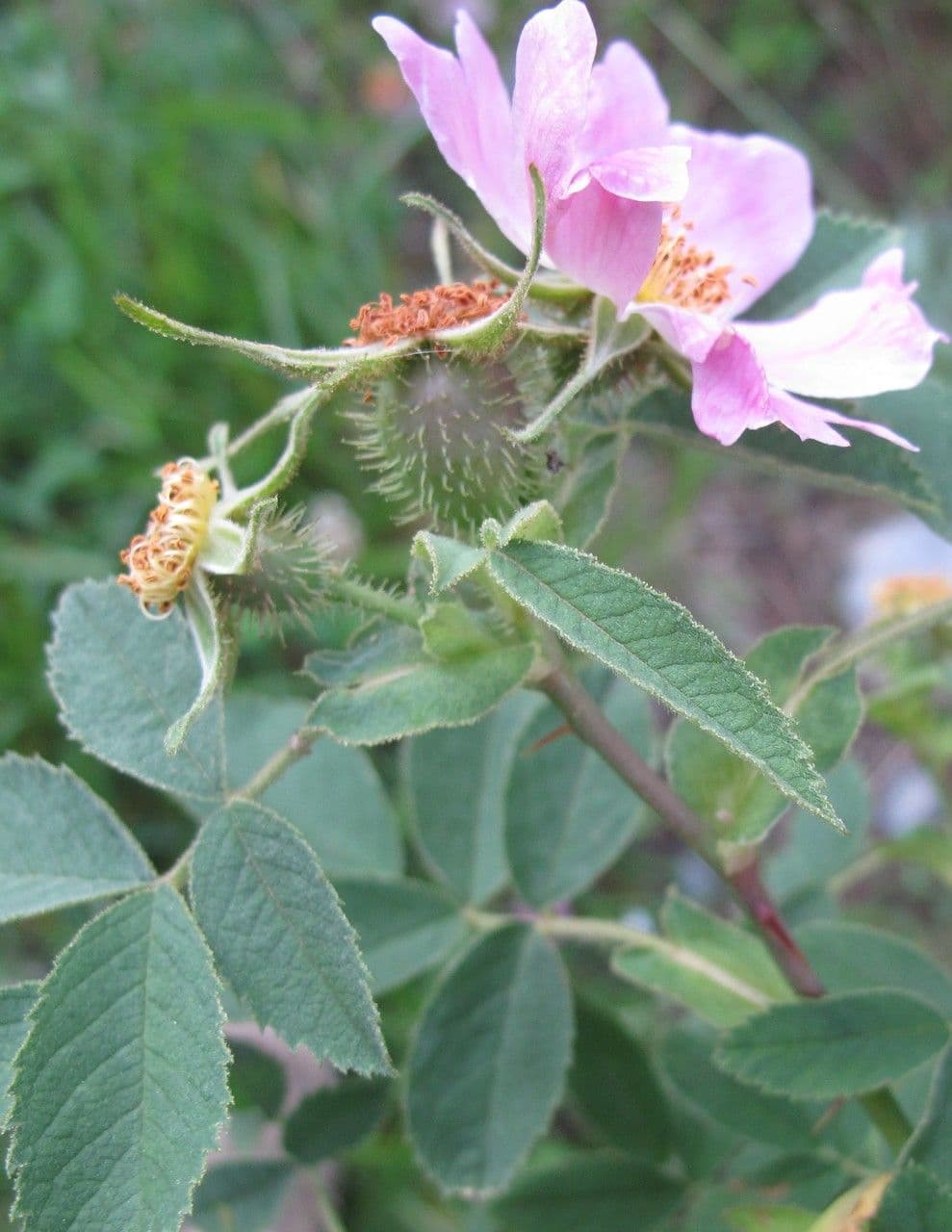 Apfel-Rose 6
