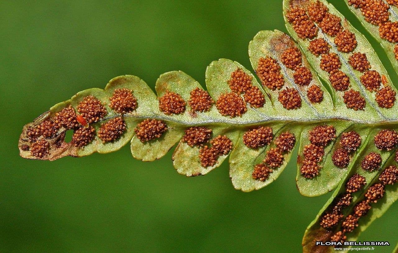 Polypode intermédiaire 9