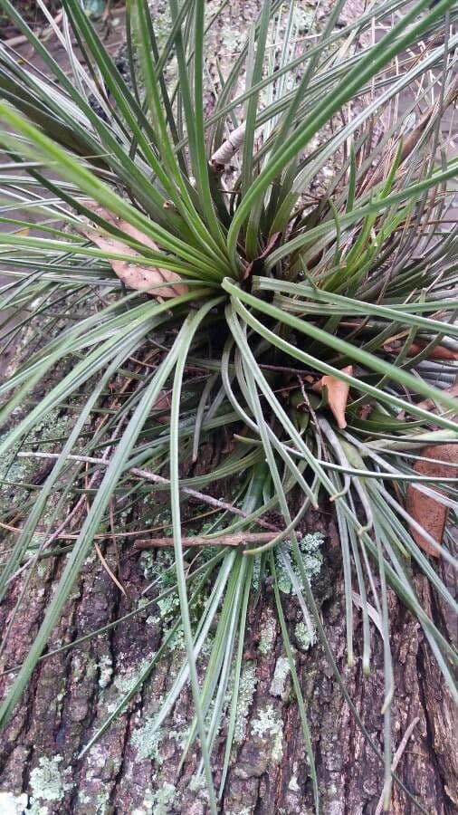 Fascicularia 18