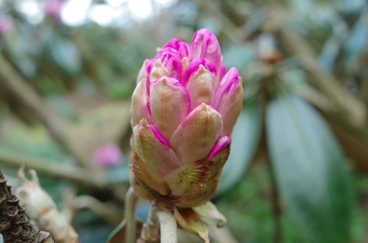 Rododendro 23