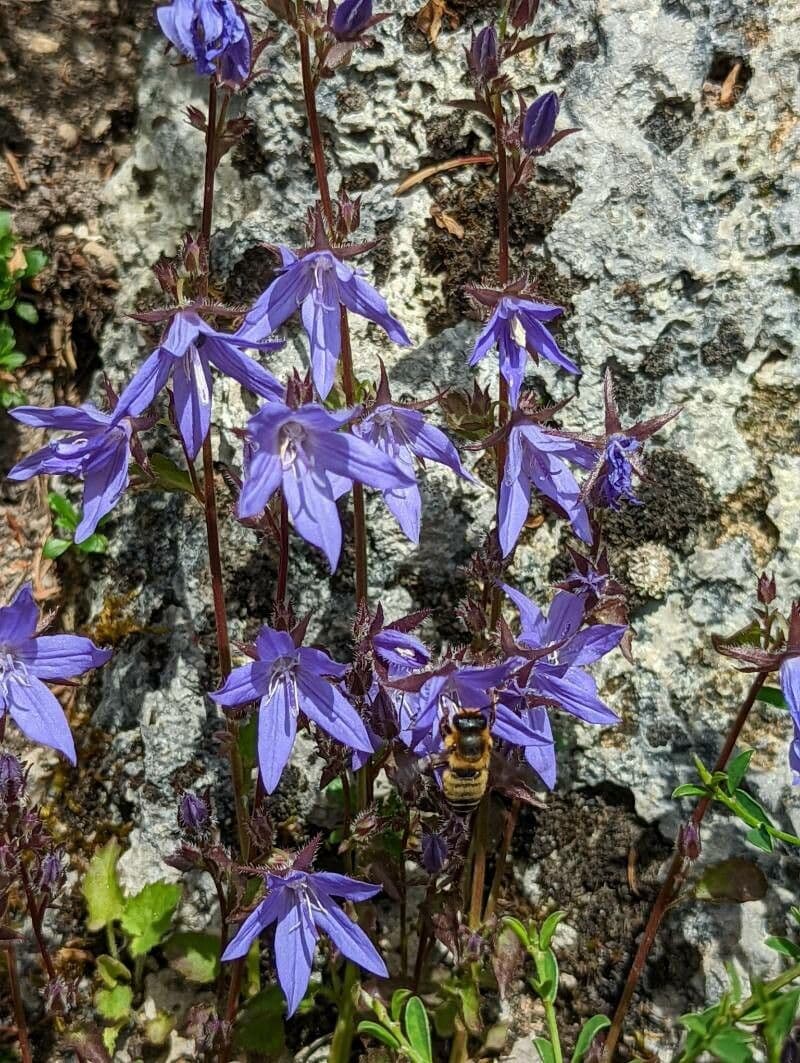 Kriechende Glockenblume 25