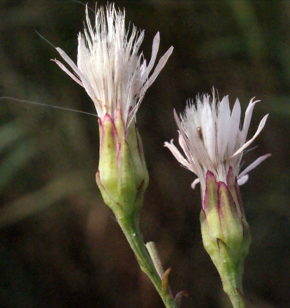 Aster solny 3
