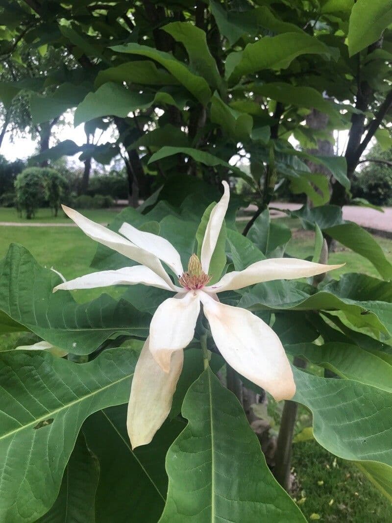 Magnolia a ombrello 8
