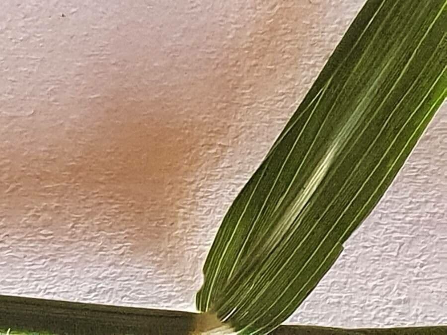 Sporobolus 8