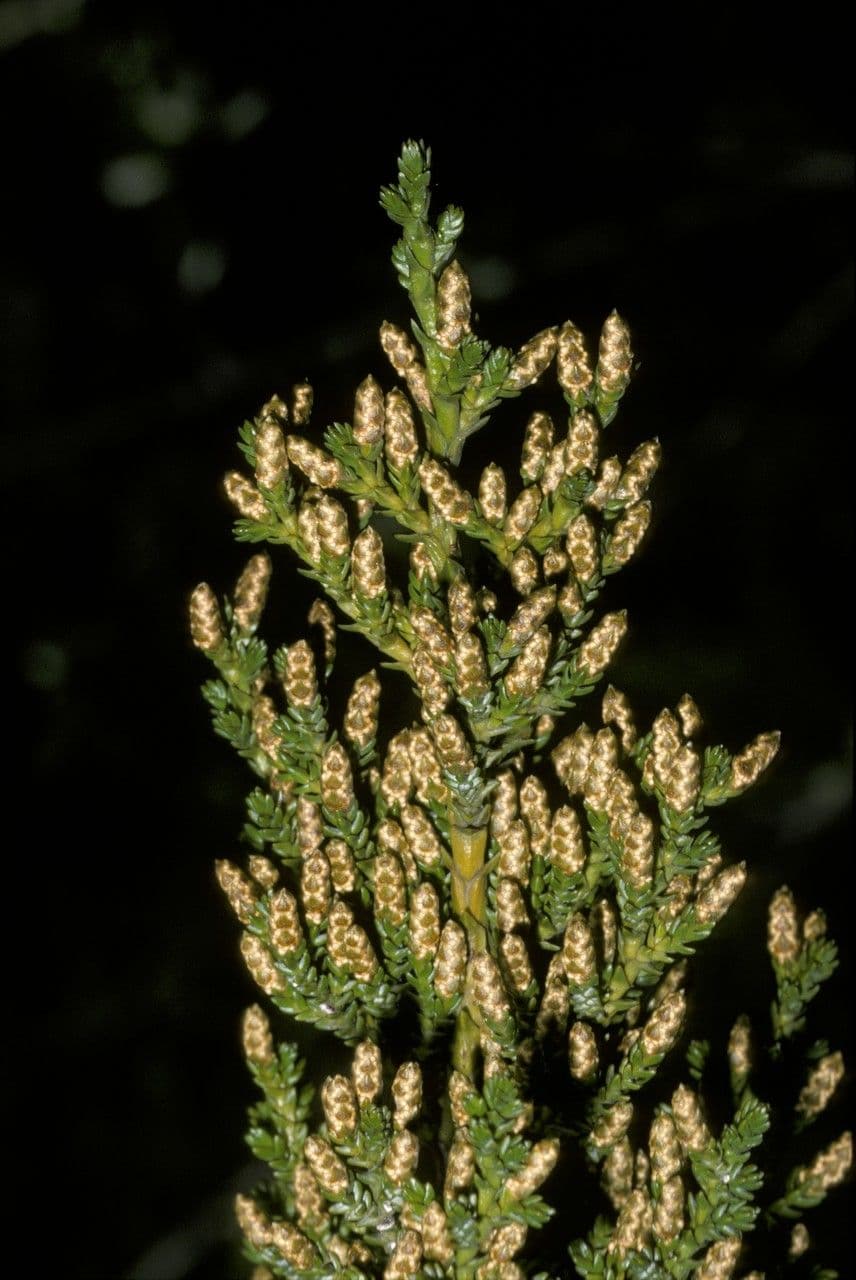 Pilgerodendron chilský 5