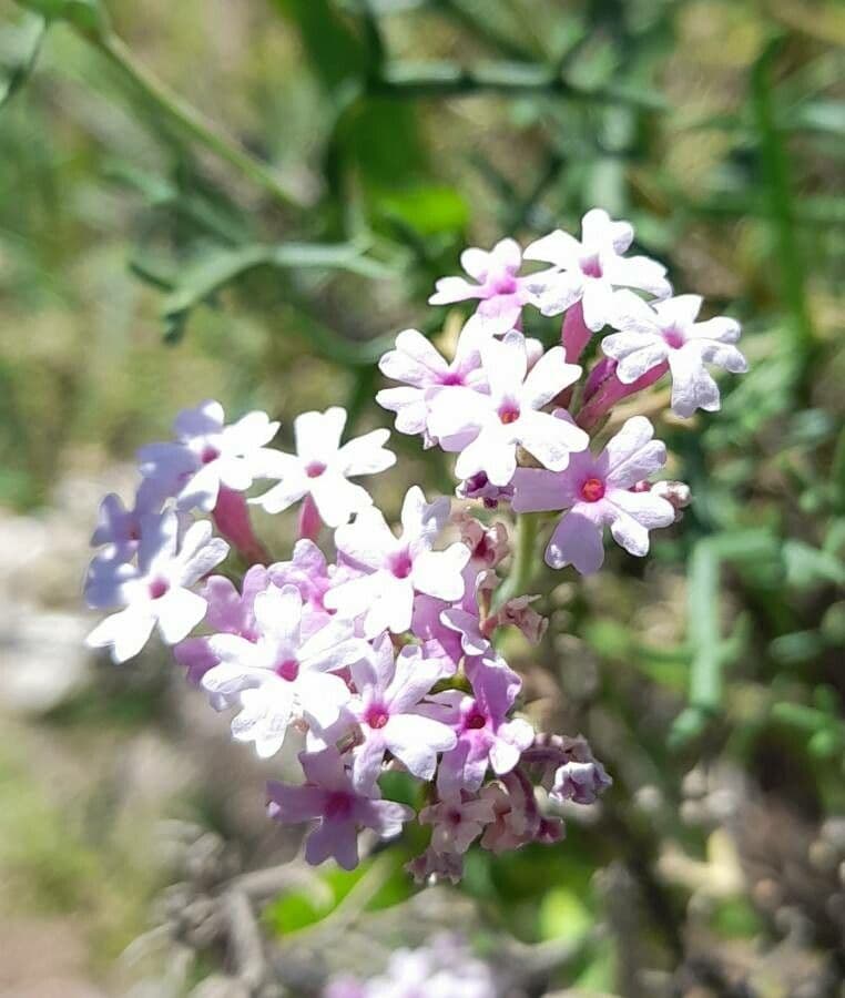Junellia 3