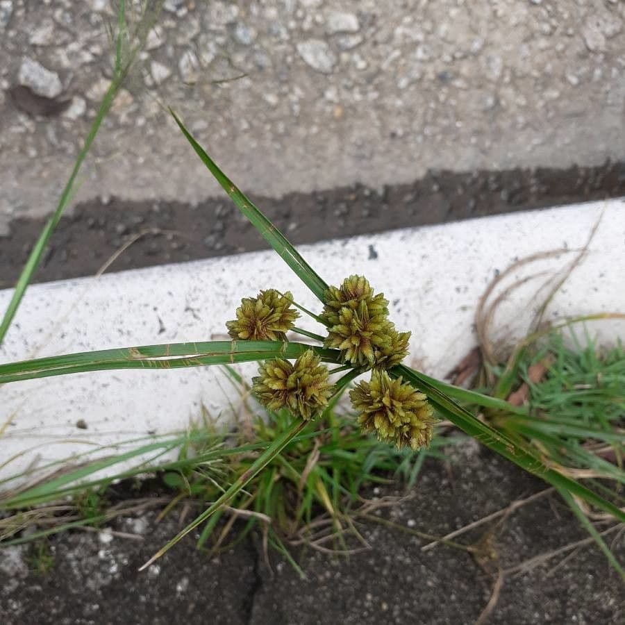 Eleocharis ovata 5
