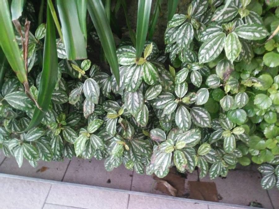 Pilea 19