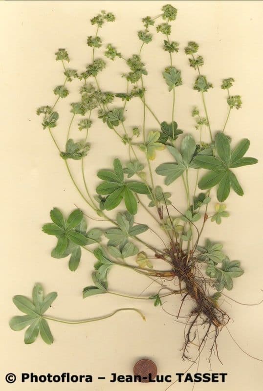 Alchemilla a stelo sottile 11