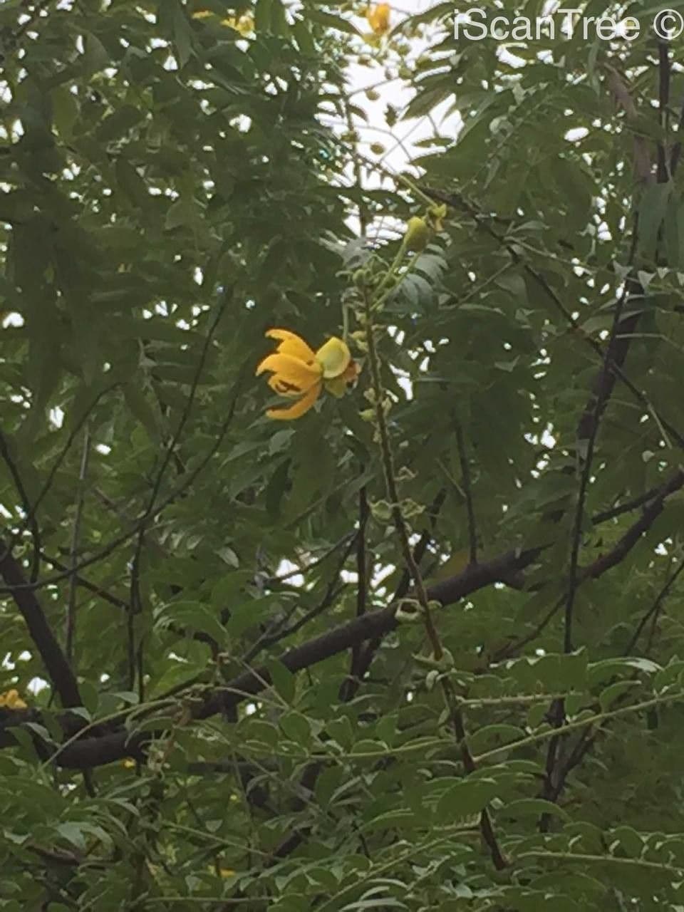Senna petera 4