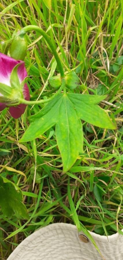 Callirhoe digitata 11