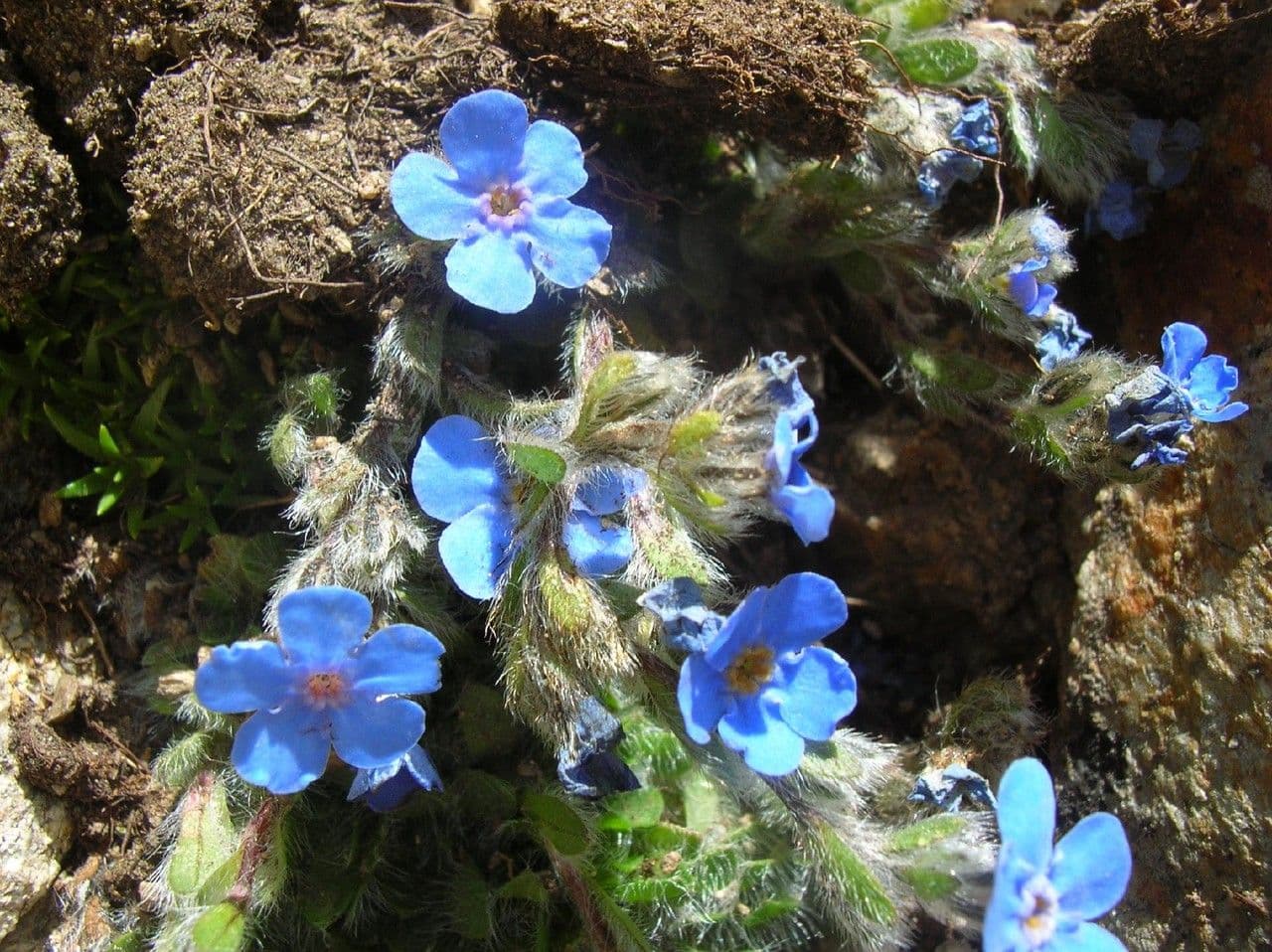 Eritrichium nanum