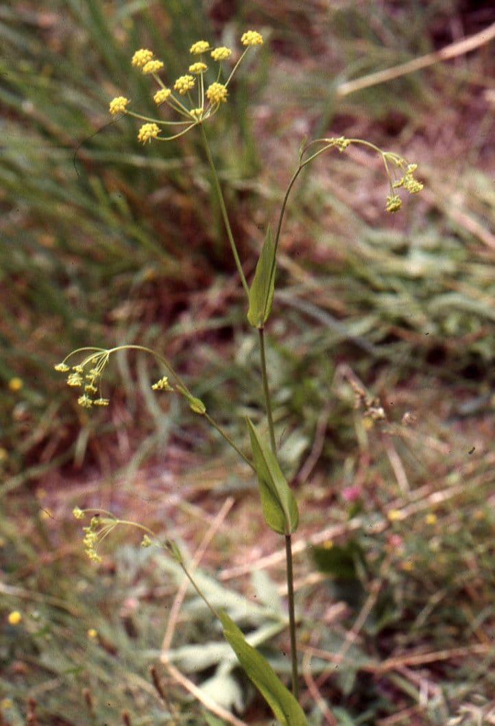 Bupleuro 9