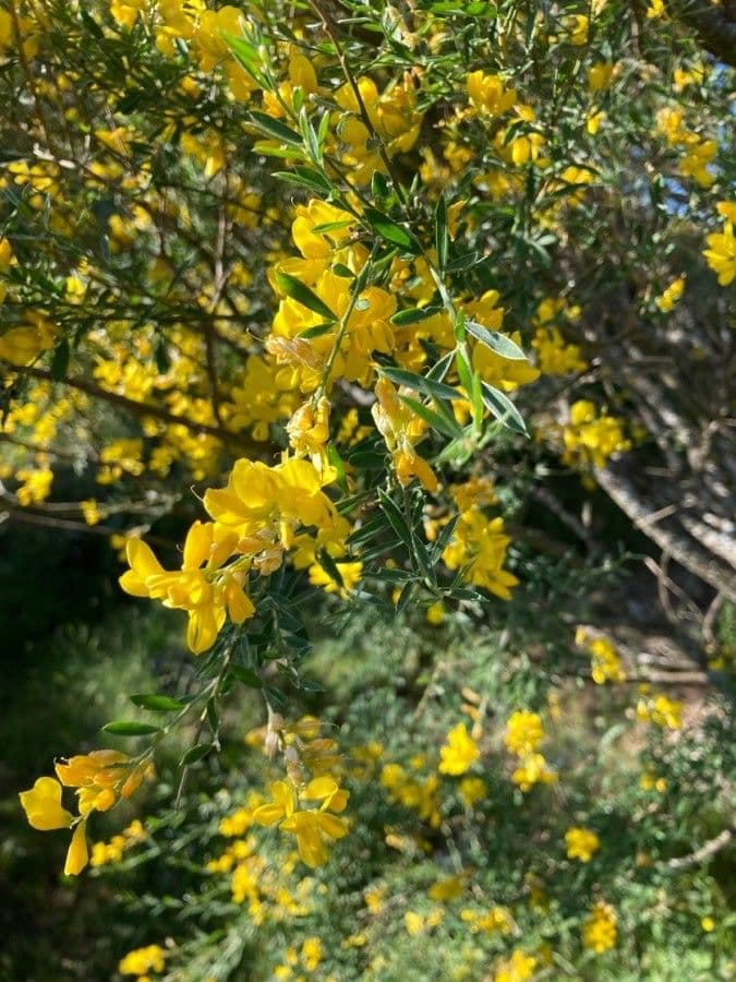Ginestra 6