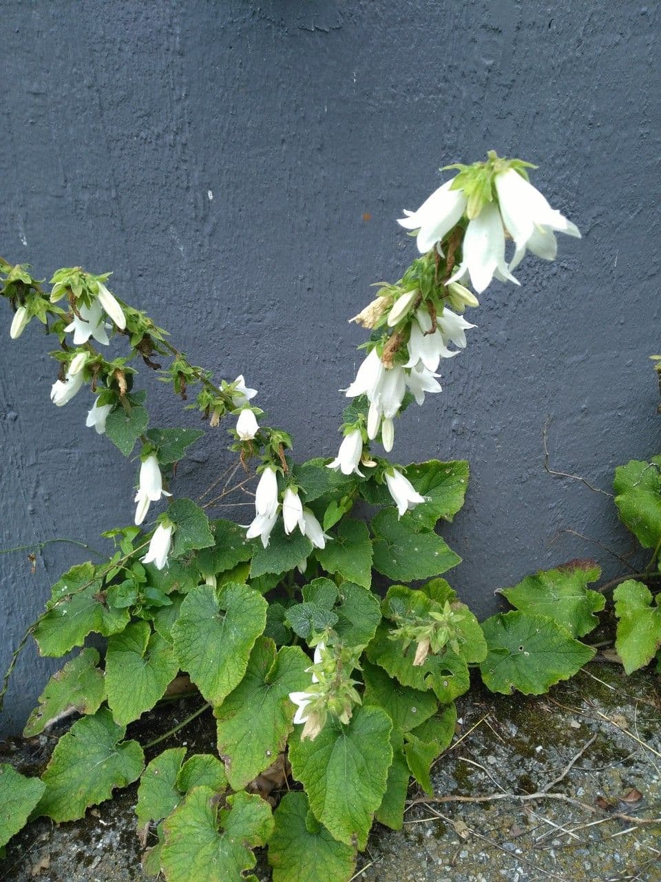 Campanula 9