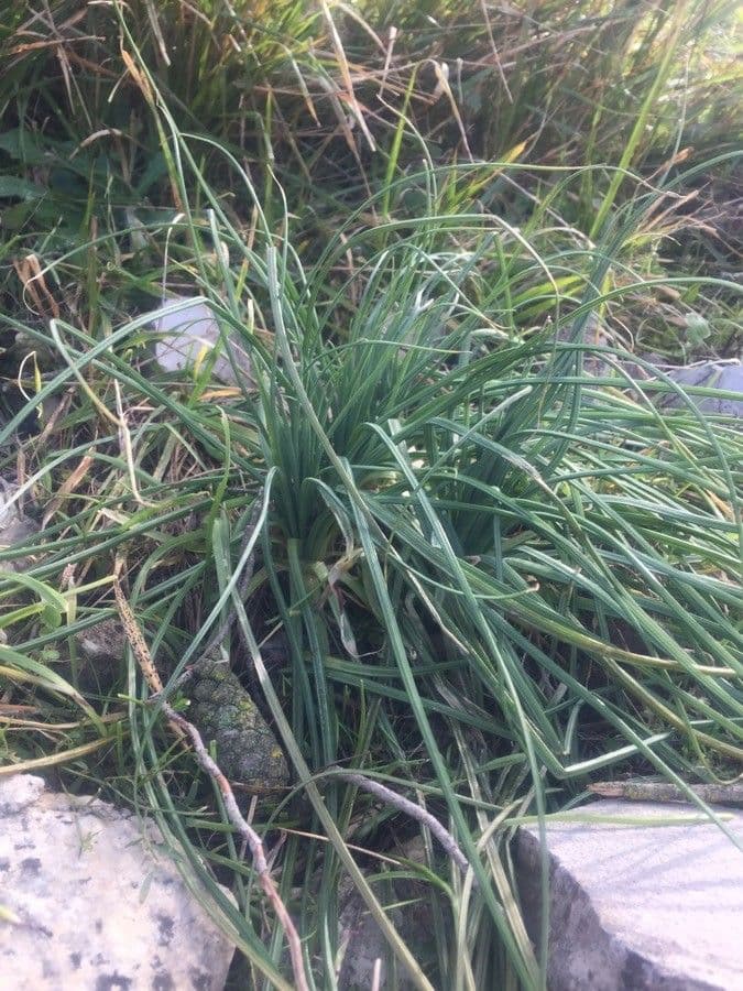 Allium suaveolens 18
