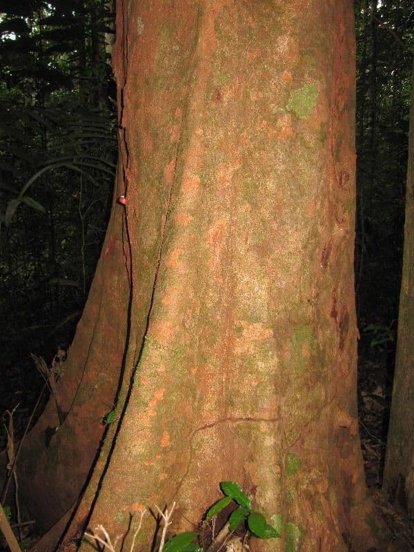 Maytenus 8