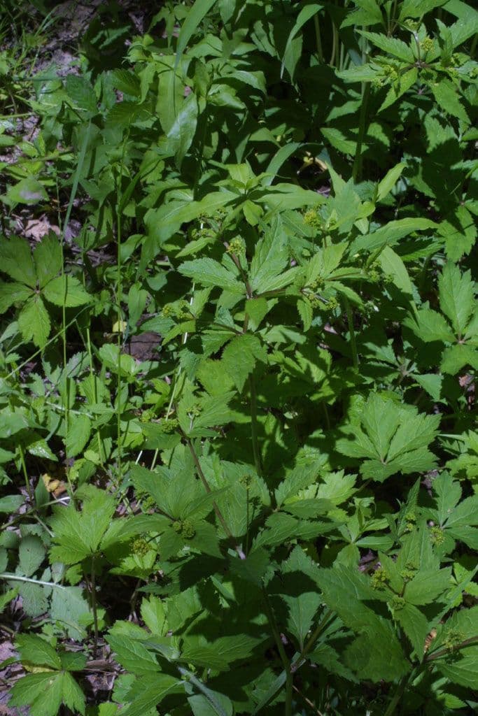 Sanicula canadensis 12