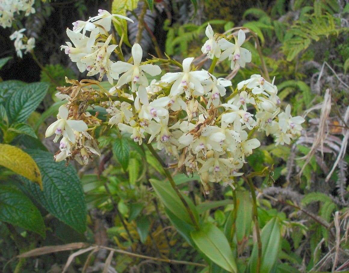 Epidendrum patens 2