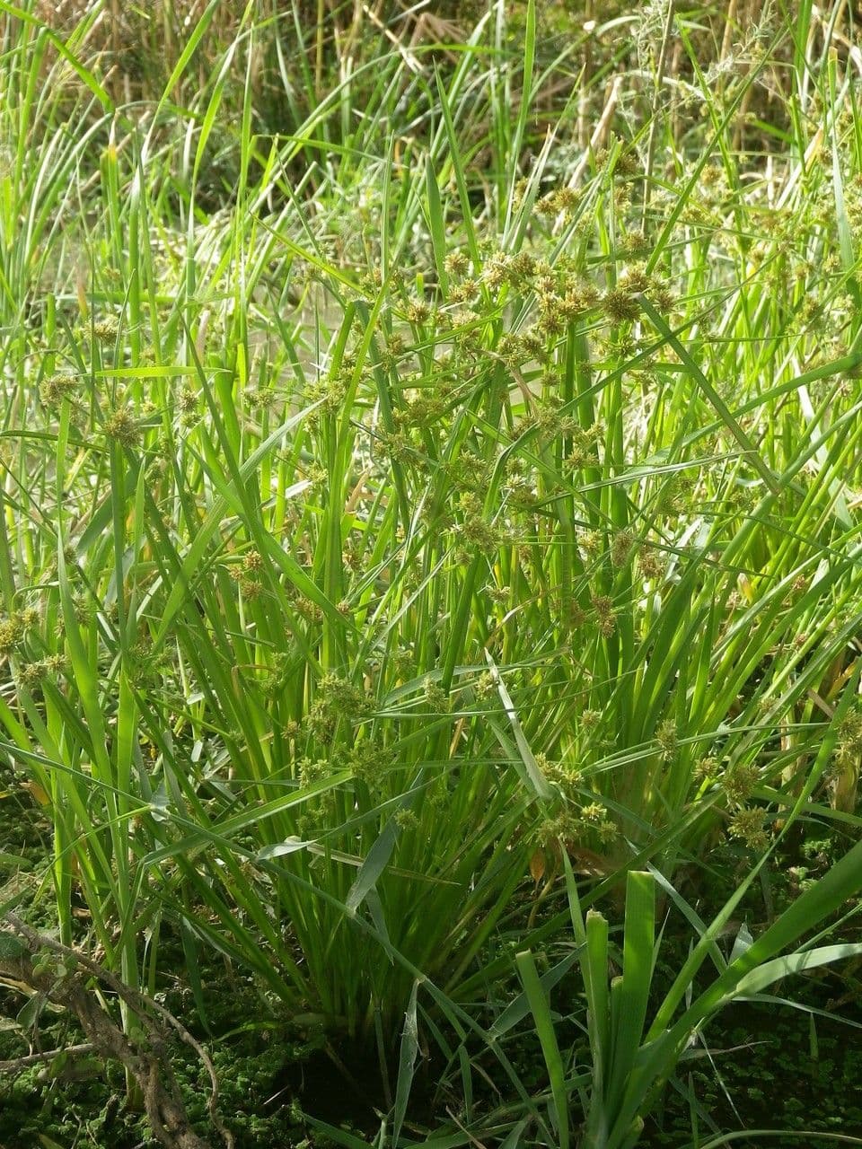 Zigolo difforme 13