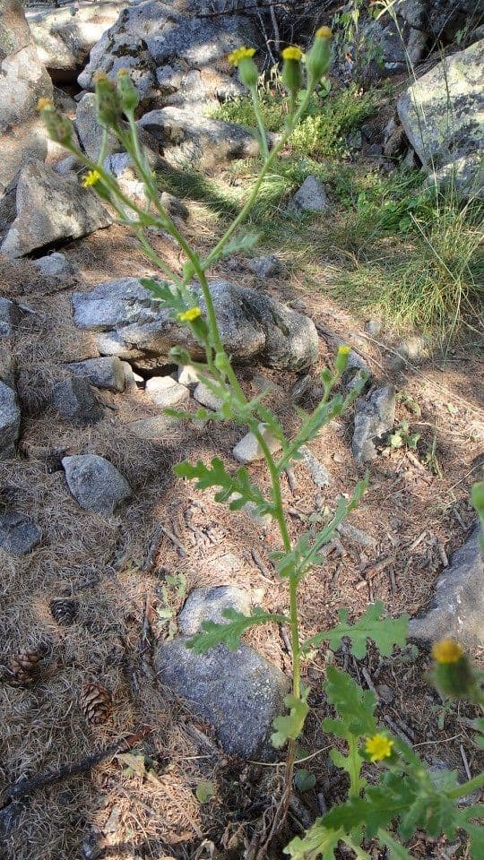 Séneçon visqueux 14