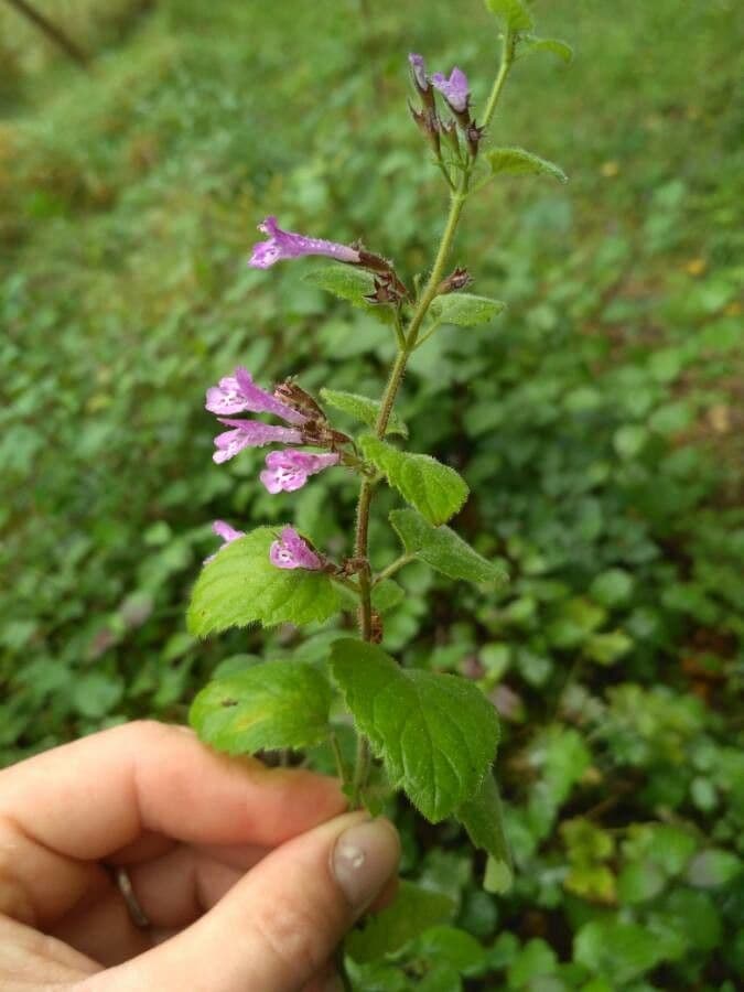 Nepitella 30